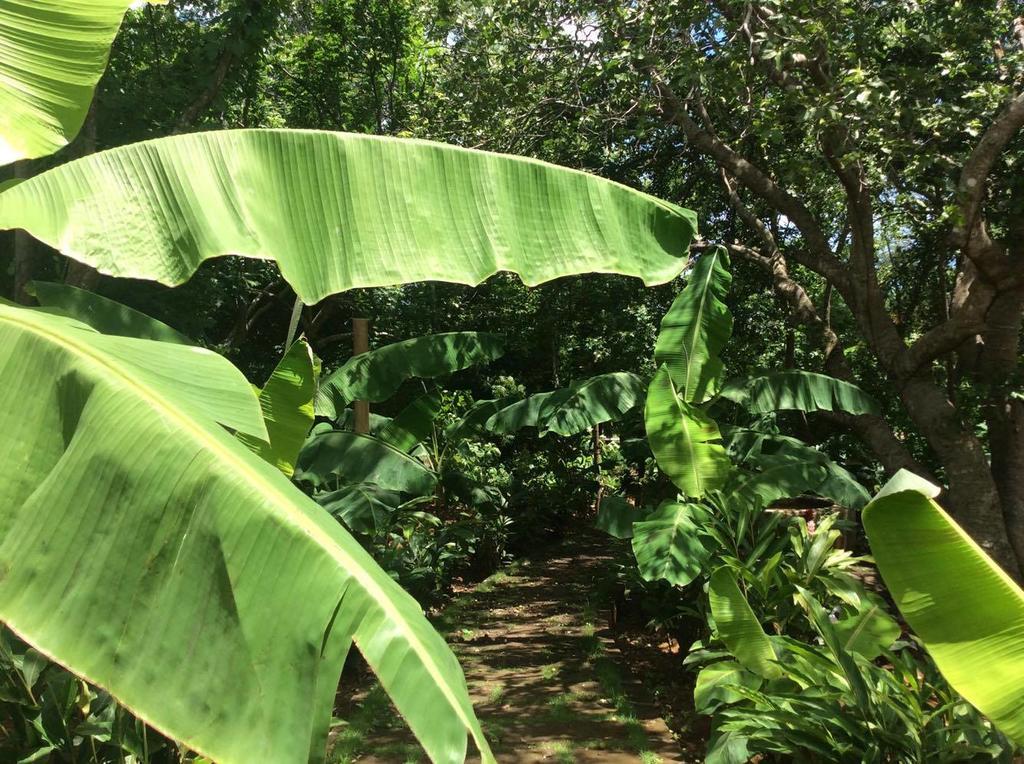 Dreamsea Surf Resort Nicaragua San Juan del Sur Εξωτερικό φωτογραφία